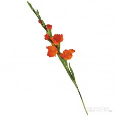 Цветок Гладиолус 
