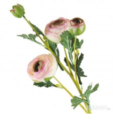Цветок "Ранункулюс" (садовый лютик) (3цветка+1бутон) бело-розовый